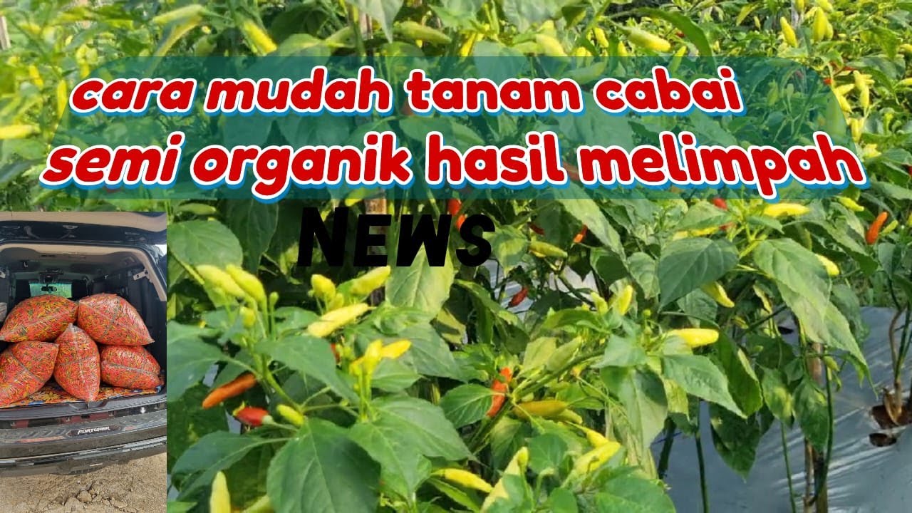 CARA MUDAH TANAM CABAI SEMI ORGANIK BUAH LEBAT KEBAL SERANGAN PENYAKIT MUSIM KEMARAU