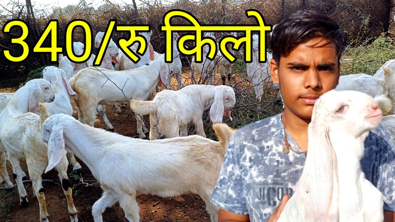 9929381345 सोजत बकरे बकरी अब 340 रु किलो में #सोजत #बकरीपालन #goatfarm #बकरे