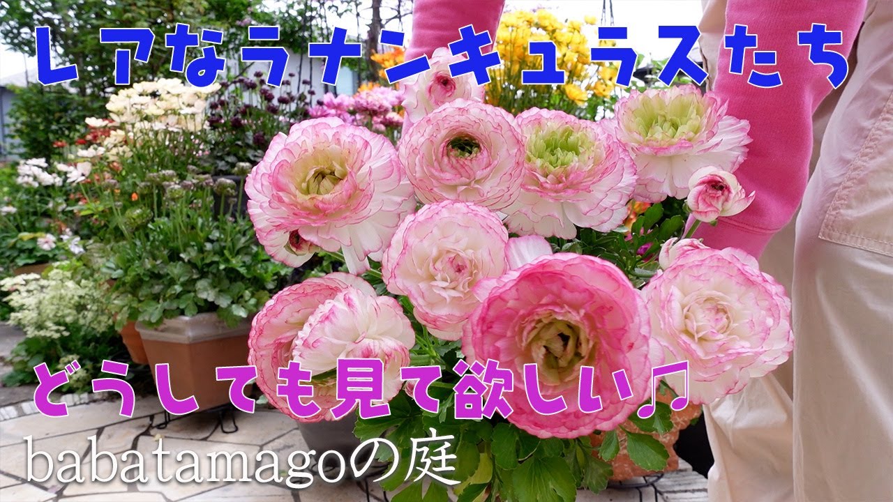 ラナンキュラスってこんなにいろいろあるんです。はまりすぎて大変なことになりました。