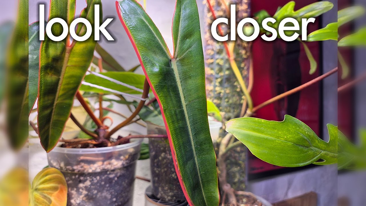 Philodendron Billietiae (Architecture of Plants)