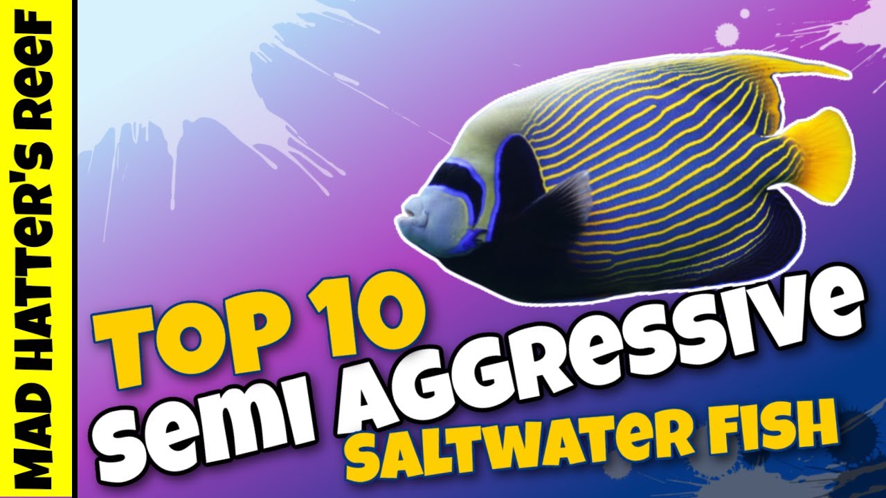 Top 10 Semi aggressive Saltwaterfish