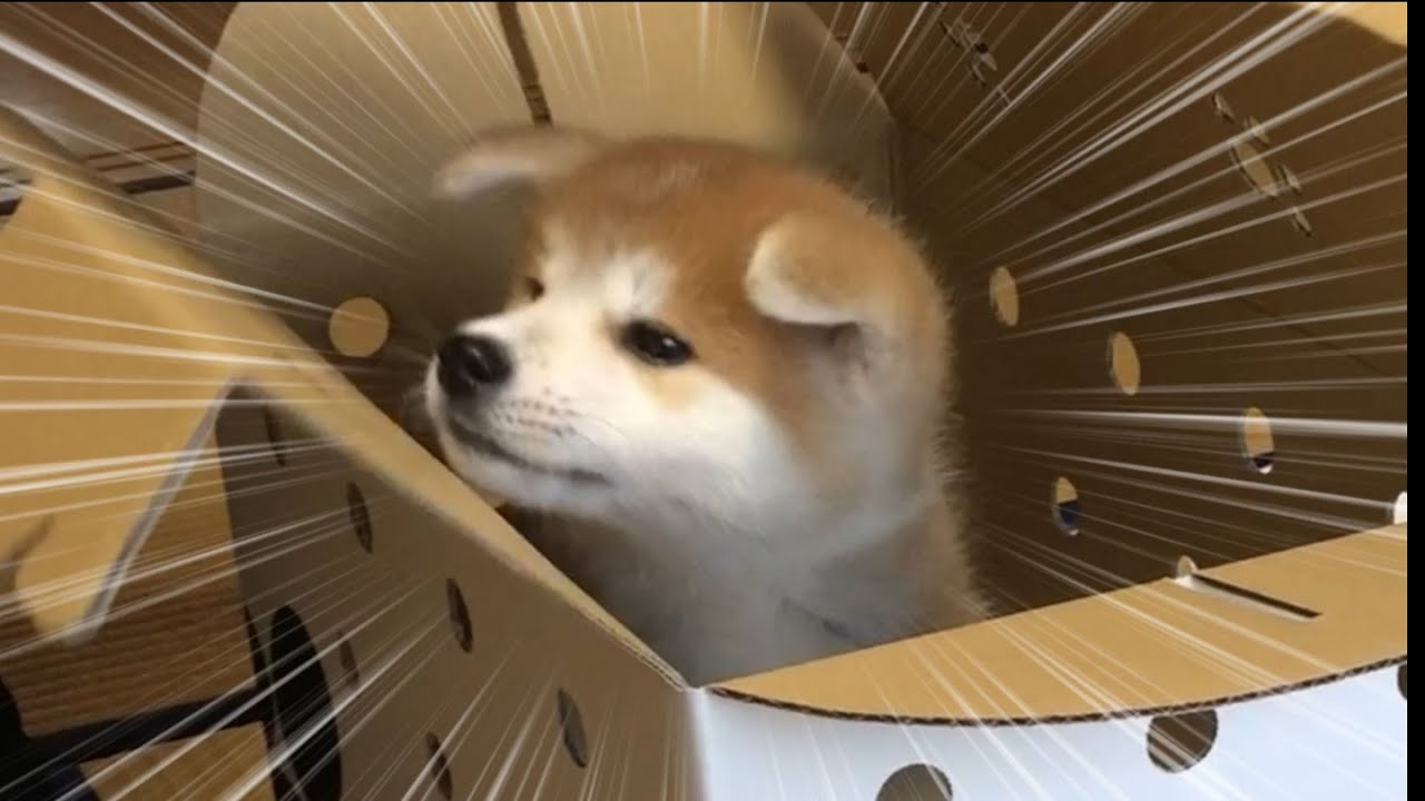 ある日、僕の家に天使がやってきた！！！！【秋田犬】【Akita dog】