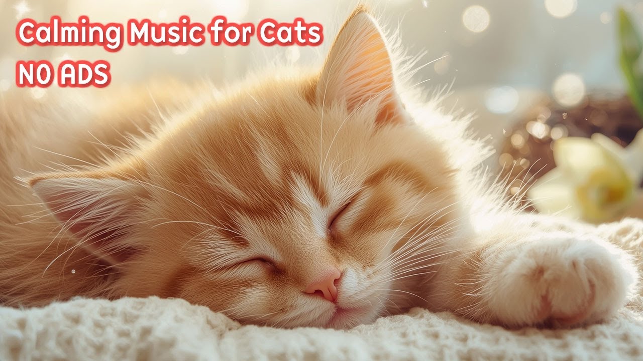 12 Hours Music to Make Cats Sleep 🐈 No Ads - Help Cats Sleep Music & Calm Piano