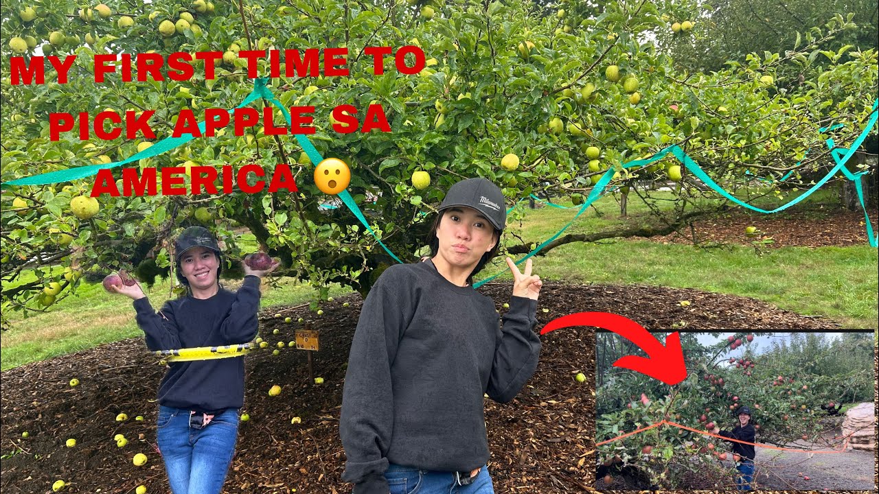 Pinay//Cleaner // APPLE FARM IN AMERİKA😮