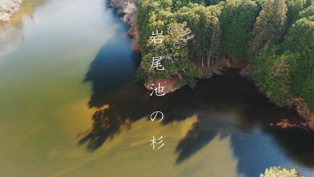 509 岩尾池の杉
