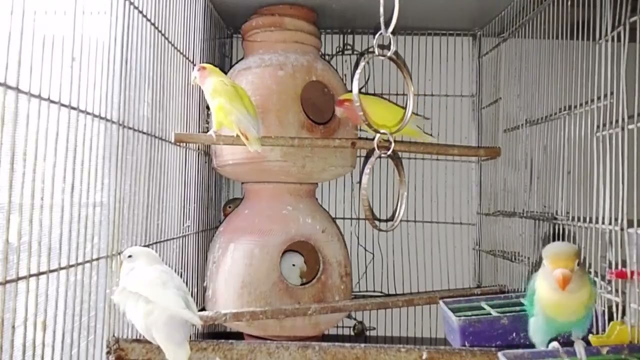 Lucky Lovebirds daily amazing moments forever 🥳🦜🐦🕊️