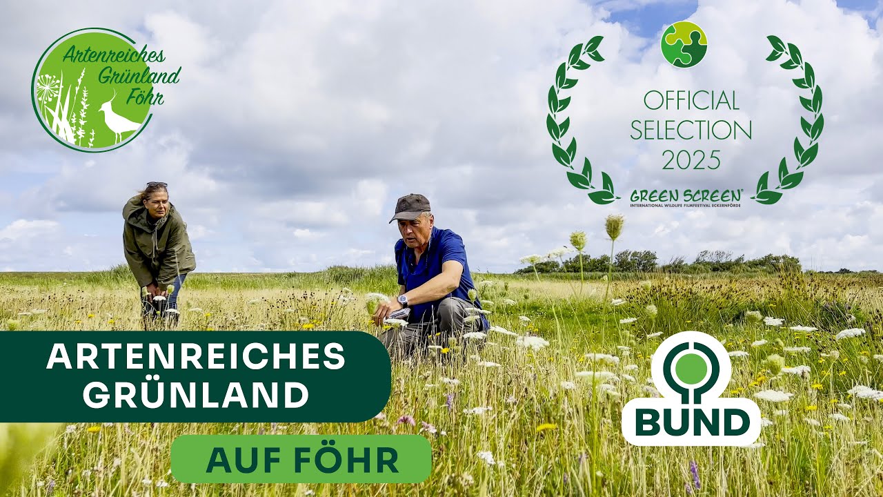 Schutz und Entwicklung von artenreichem Grünland auf Föhr