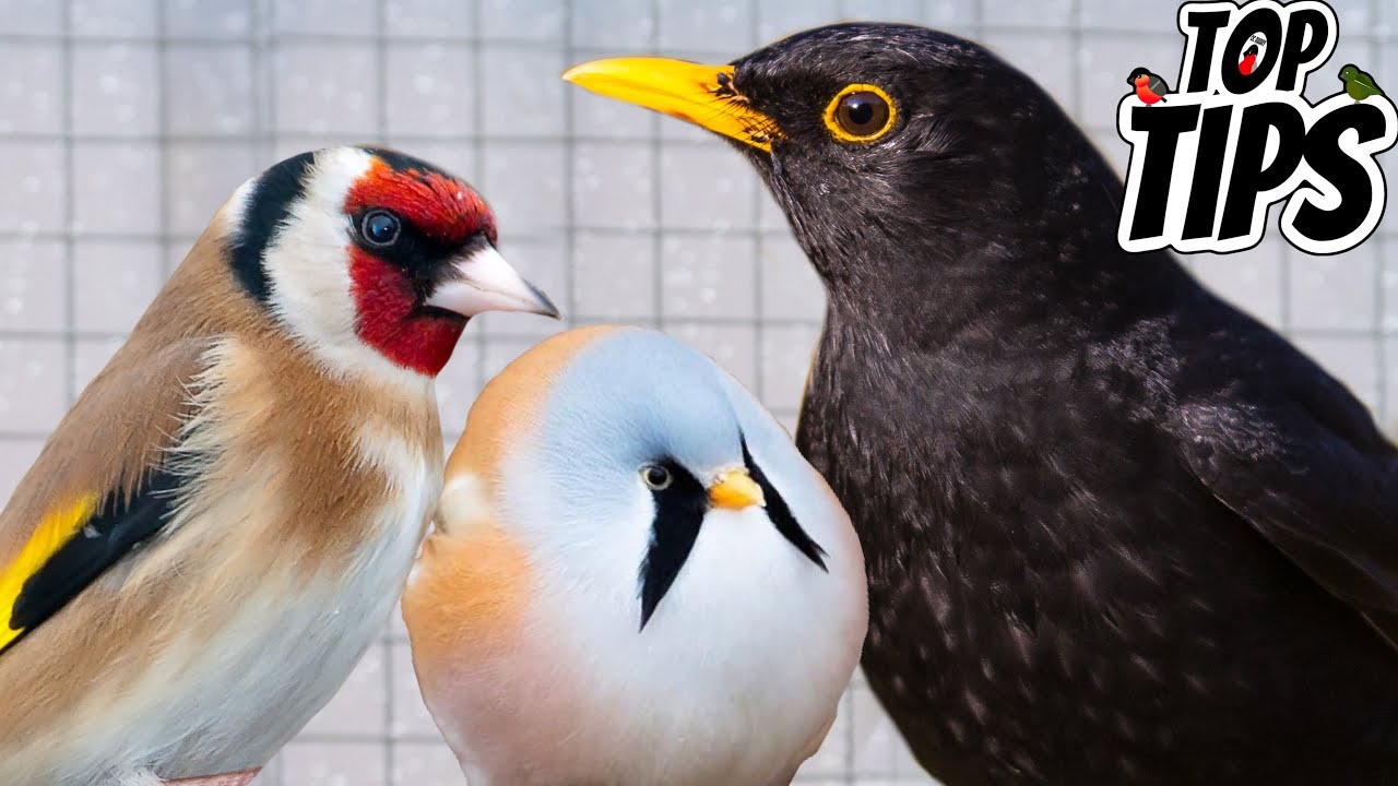 Top Tips for Beginners Keeping British Birds