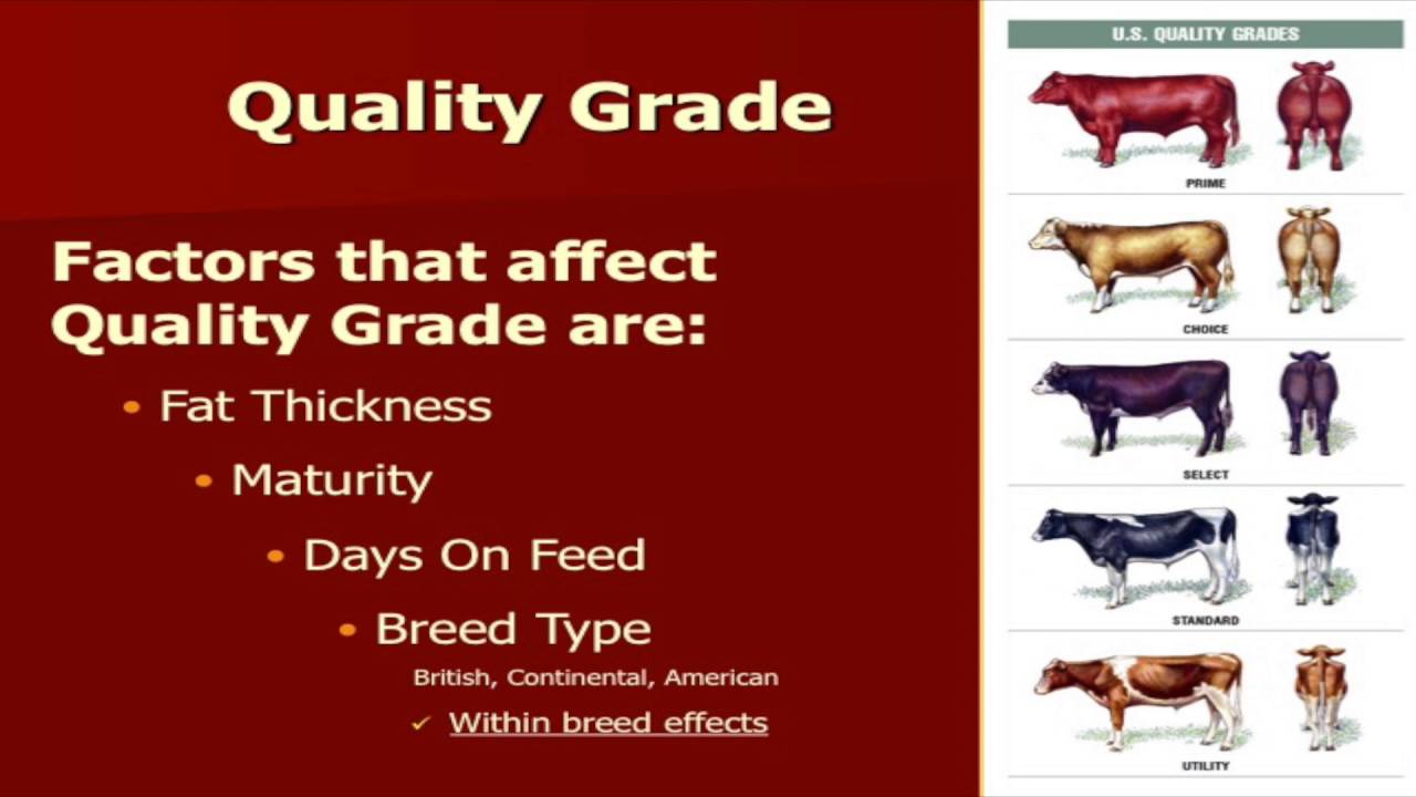 Lecture 18 part 3- Live Cattle Quality Grade Evaluation