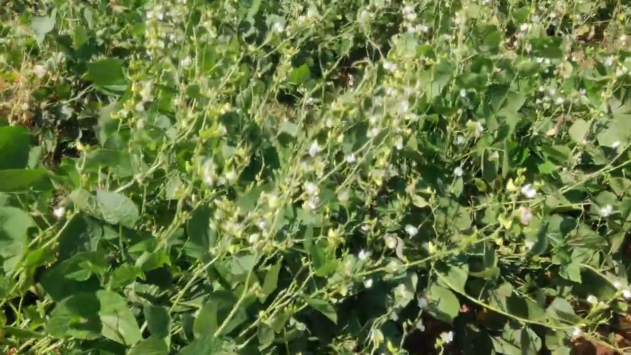 Ankur Goldy Broad beans