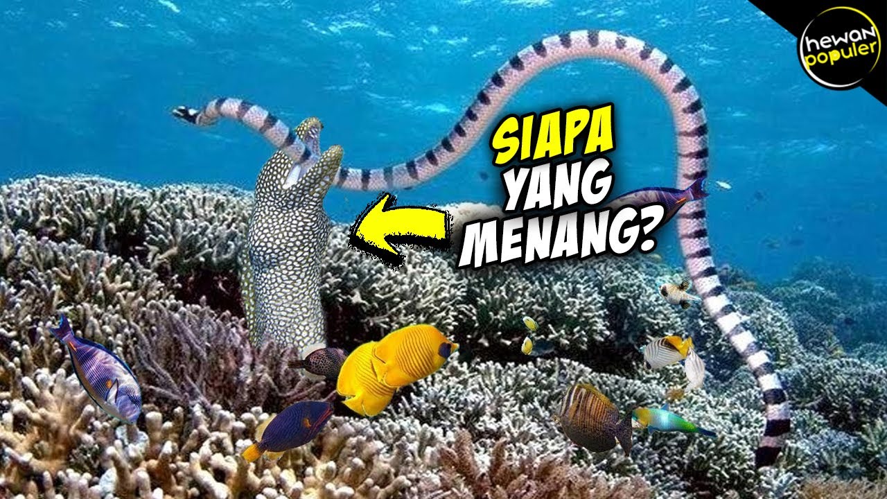 Ketika Monter Belut Laut Ketemu Dengan Ular Beracun di Dunia, Seperti Inilah yg Terjadi