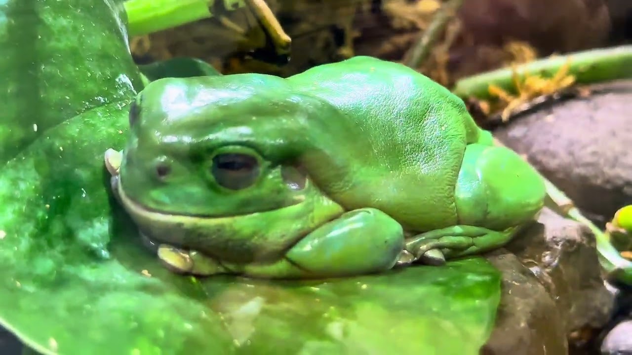 Melbourne sealife video #australia #aquarium 