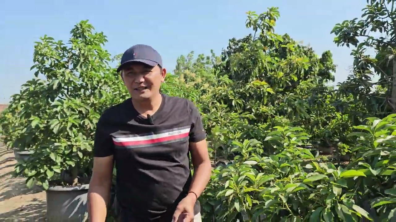 MAU BERKEBUN  ALPUKAT BIBIT SEPERTI APA YANG LAYAK...