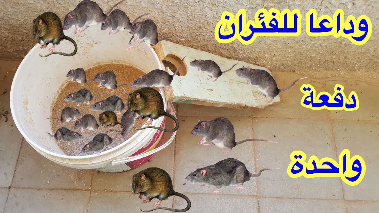 اسهل واروع طريقة لصيد الفئران دفعة واحدة