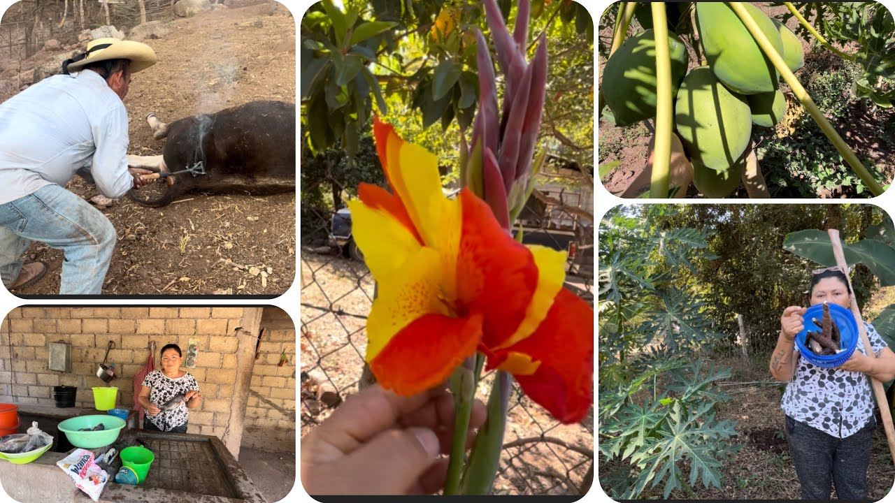 Sacando yuca+herrando becerros//video variado 