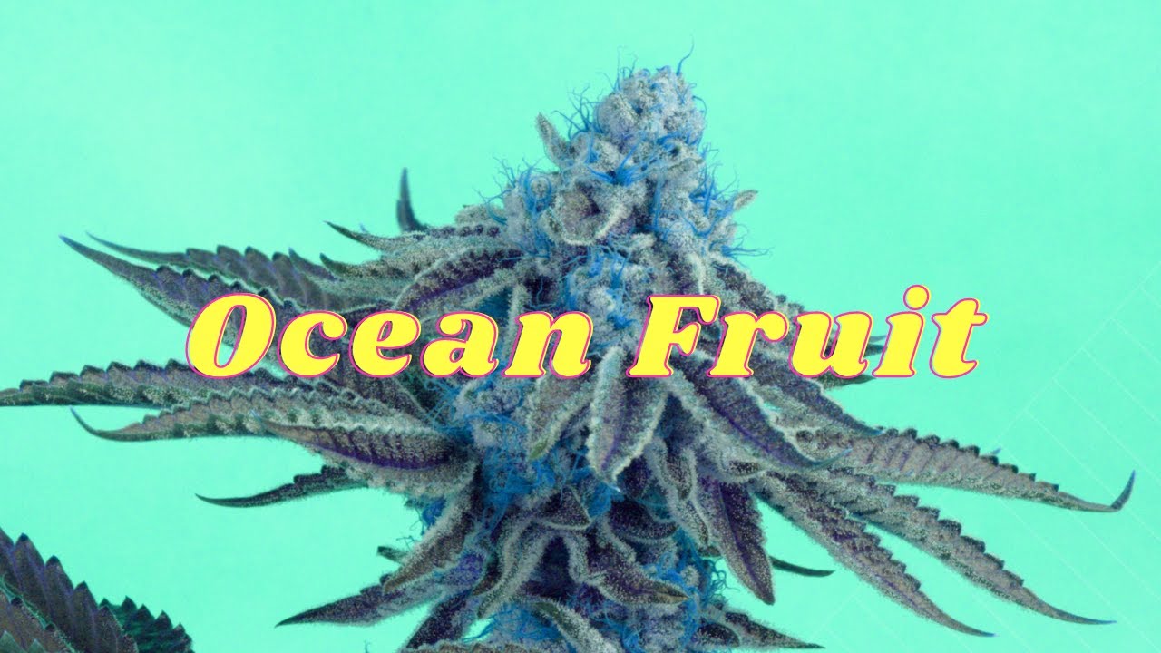 Ocean Fruit - Seed to Harvest (Square One Genetics) Titan THC in AC Infinity 2x4 Grow Tent