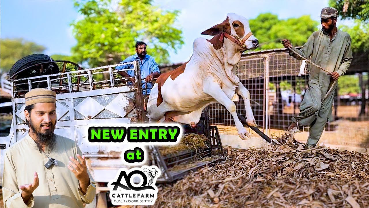 NEW ENTRY at AQ Cattle Farm | Cattle Market Karachi