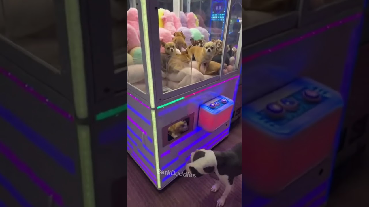 POV: The Chihuahua Just Got Delivered 😂 #dog #funnyanimals #pets #funnydogs #viralshort #shortsfeed
