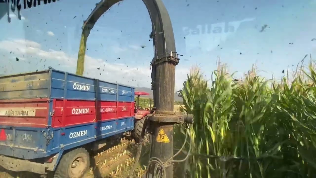 Çelikel 3 sıra ile mısır silajı yapıyoruz