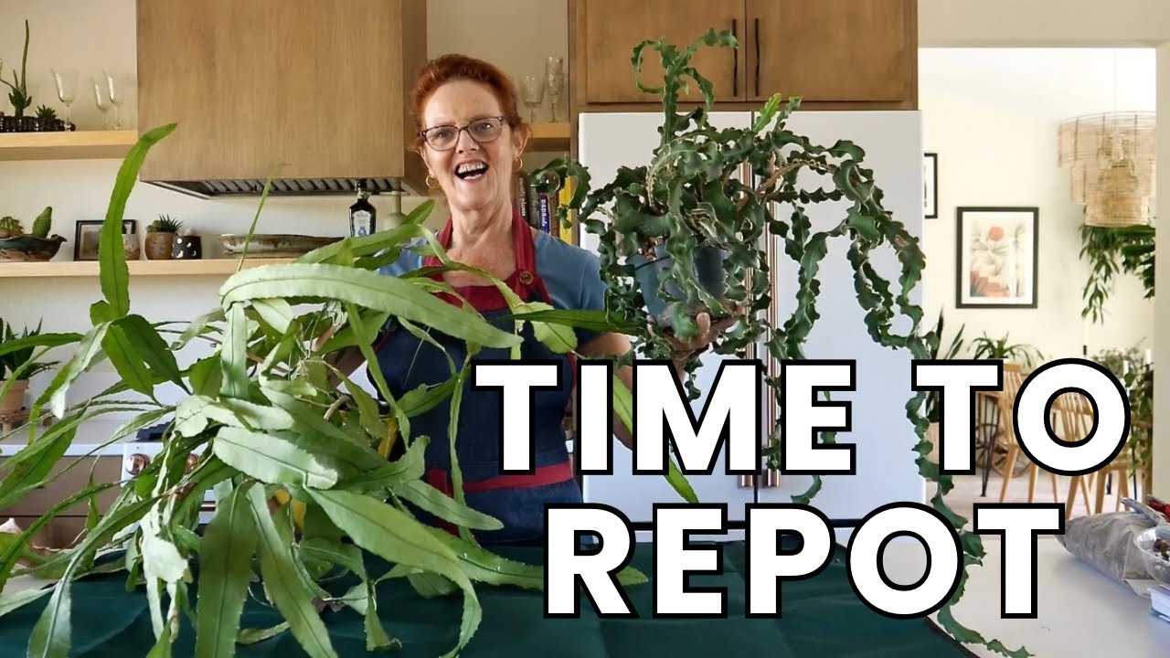 HEALTHY EPIPHYLLUMS: Master REPOTTING ORCHID CACTUS With This Beginners Guide