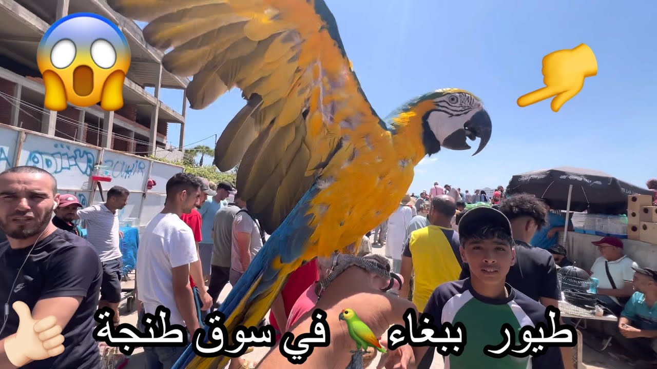 بيع وشراء# طيور _#في سوق _#طنجة😱❤️ -#كاسبرطة أتمنة مناسبة المرجو الإخوان البرطاج وتعاليق_#birds