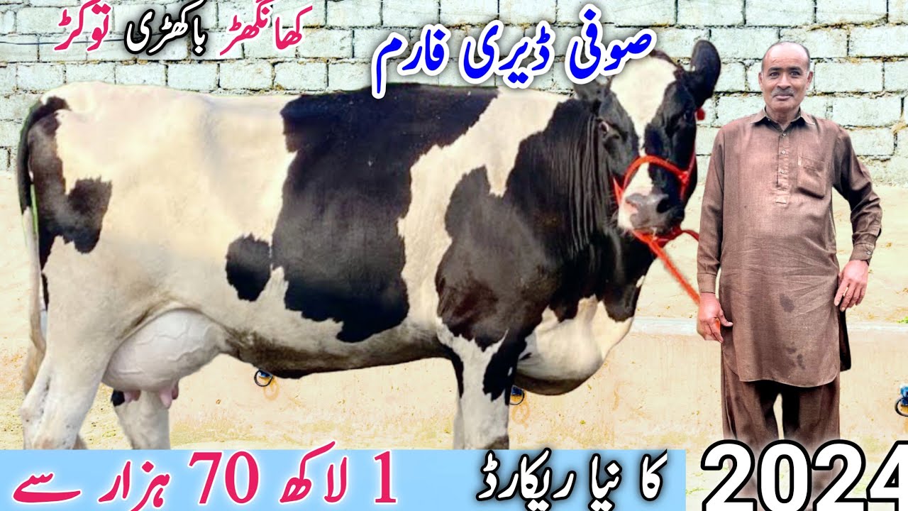 Suffi Dairy Farm | Top class Friesian cross cows | Animals | Bismillah best | 21 March 2024