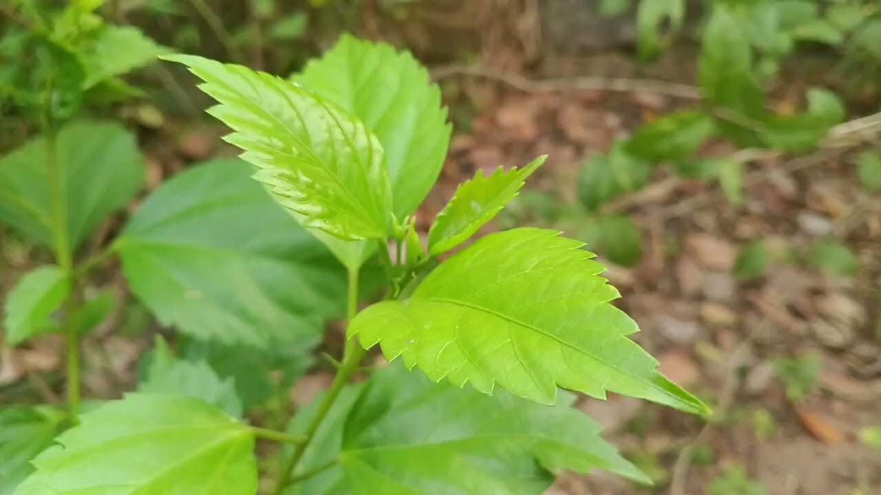 ശാലിനിയ്ക്കു വരാൻ പോകുന്ന അപകടം മനസ്സിലാക്കുന്ന ശിവൻ.. .. || Episode 1401 || || 17-02-2026 || 