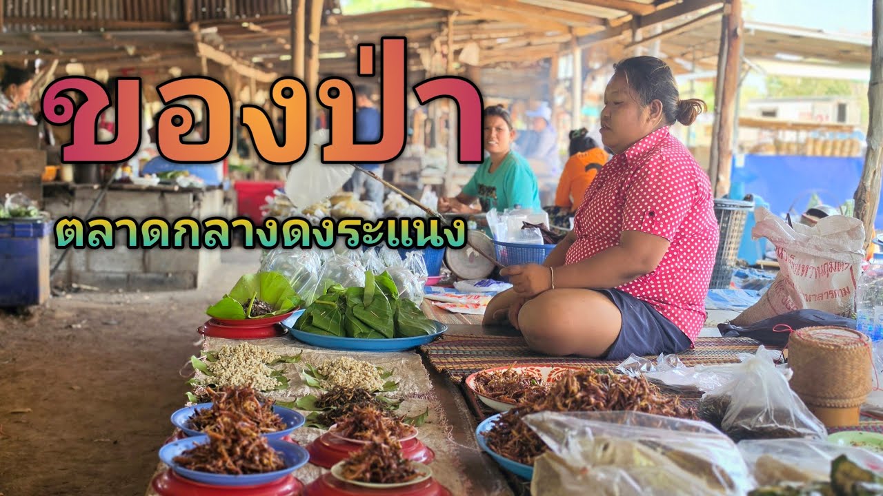 #4k #ตลาดของป่า #กลางดงระแนง #ห้วยเม็ก #กาฬสินธุ์ #travel #thailand 