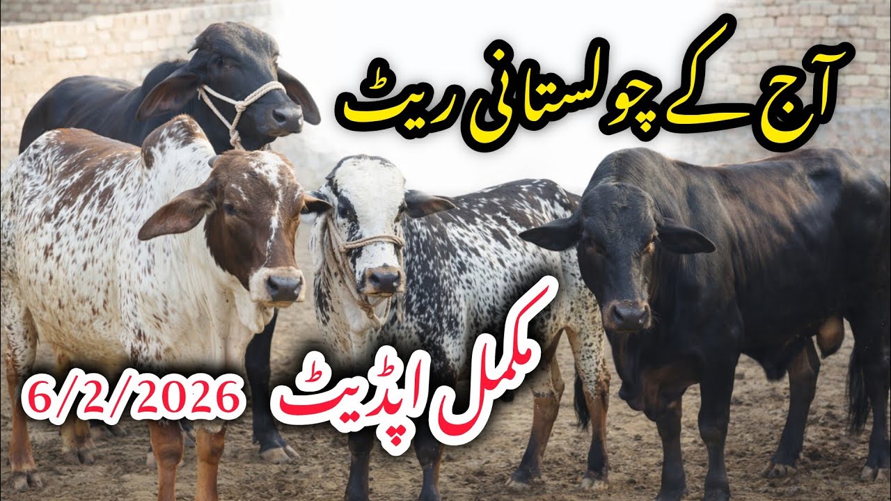 Cholistani Bachray Latest Rates 🔥 | Qavi Baba Bahawalnagar Farm Visit