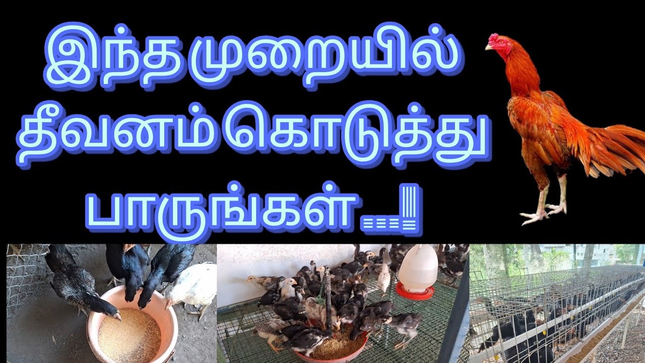 நாட்டுக்கோழி பண்ணை அடர்  தீவனம் செய்யும் முறை #nattukozhi #feedmanagement #poultry #poultryfarming 