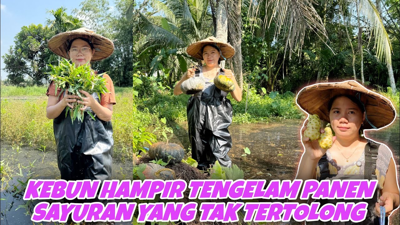 SEMUA TANAMAN PAPA HABIS KENAK BANJIR,PANEN LABU DAN SISA TIMUN YANG SUDAH LAYU,DAN PETIK KANGKUNG