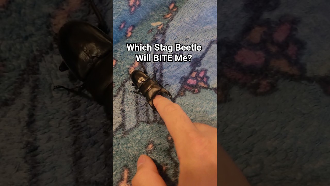 Which of My Stag Beetle Will BITE Me? 