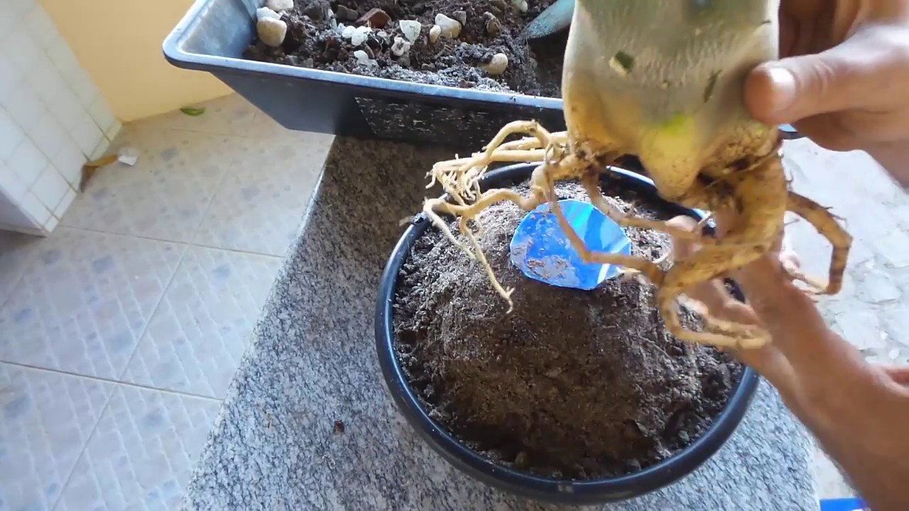 Planta 288 Tutorial Levantamento de Raizes de Adenium Rosa do Deserto