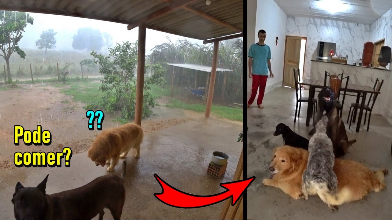 Muita chuva de GRANIZO - Ficaram sem entender - Tive que abrigá-los dentro de casa