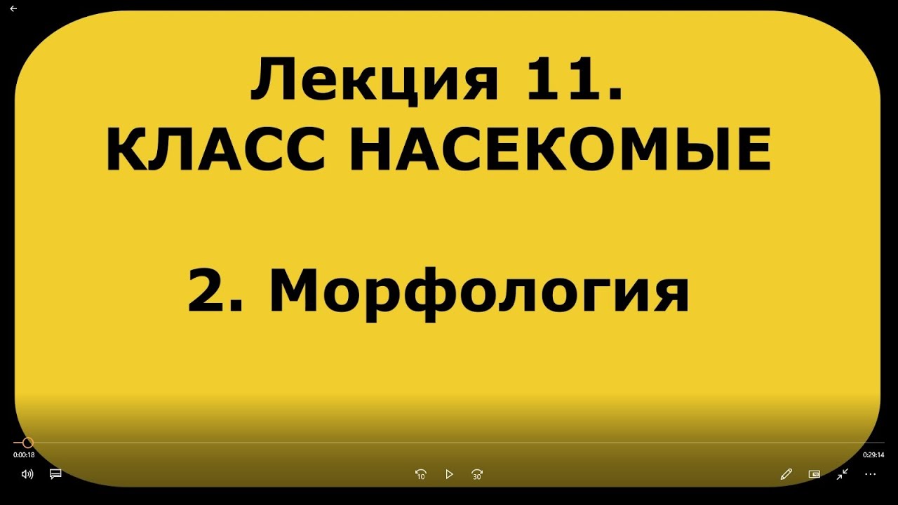 Зоология беспозвоночных. Лекция 11. Класс насекомые. 2. Морфология