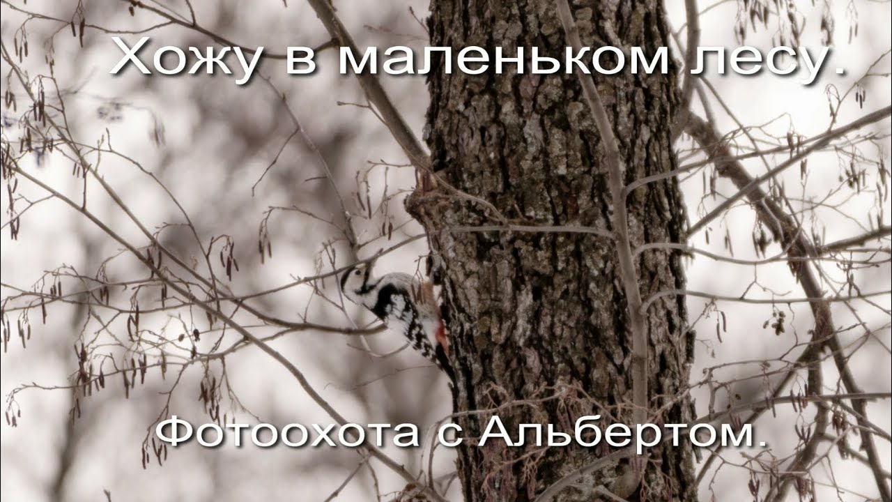 Фотоохота с Альбертом. Хожу в маленьком лесу.