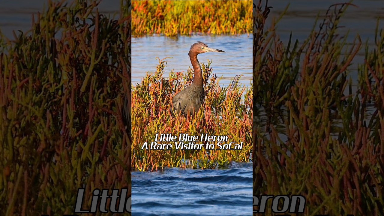 Little Blue Heron &ndash; A Rare SoCal Visitor 🐦&zwj;⬛🎥🌴 #shortvideo #rarebird #littleblueheron #wildlife