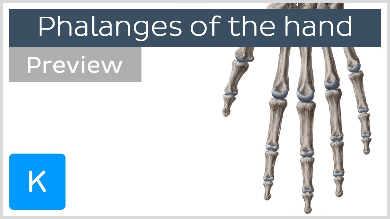 Overview of the Phalanges Bones of the Hand (preview) - Human Anatomy | Kenhub