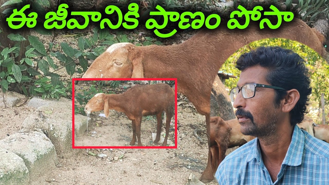 I #saved  #life  of #animal #ayushmantrafarming #asmr #bluetounge #sheepfarm #jaijawanjaikisan 