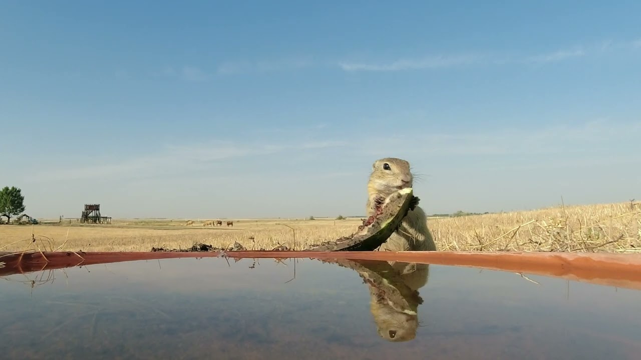 Ürge a Szálkahalmi tanösvényen
