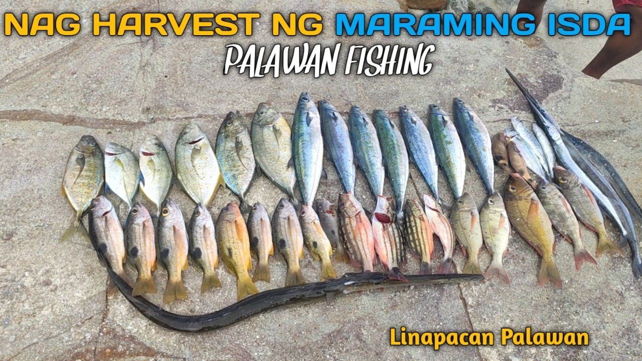 Humarvest Na Naman Sa Paboritong Spot | Orange Spotted trevally | snapper | Palawan Fishing