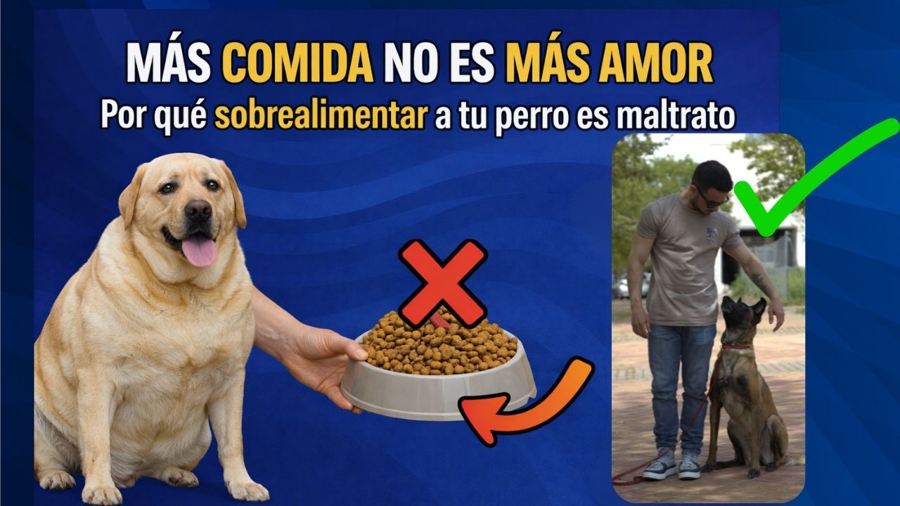 Sobrealimentar a tu perro: el error que acorta su vida