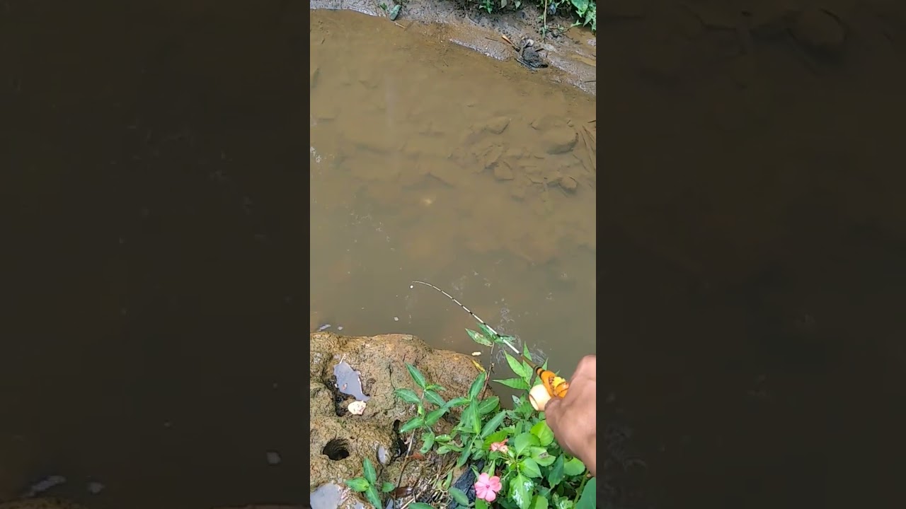 Mancing wader babon diselokan #microfishing #mancing wader #joransuperlentur #JoranWBMI