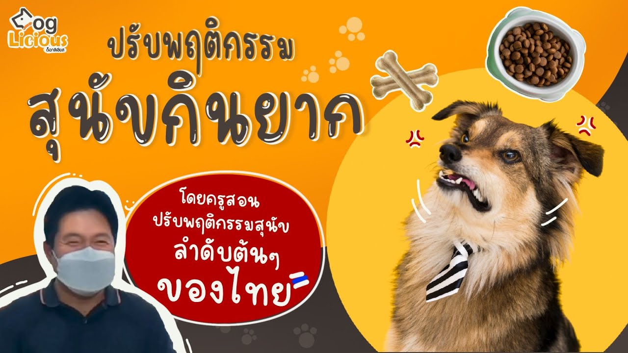 เทคนิค แก้หมากินยาก เบื่ออาหาร ไม่กินอาหารเม็ด โดยครูเอก นักปรับพฤติกรรมสุนัขอันดับต้นๆของไทย