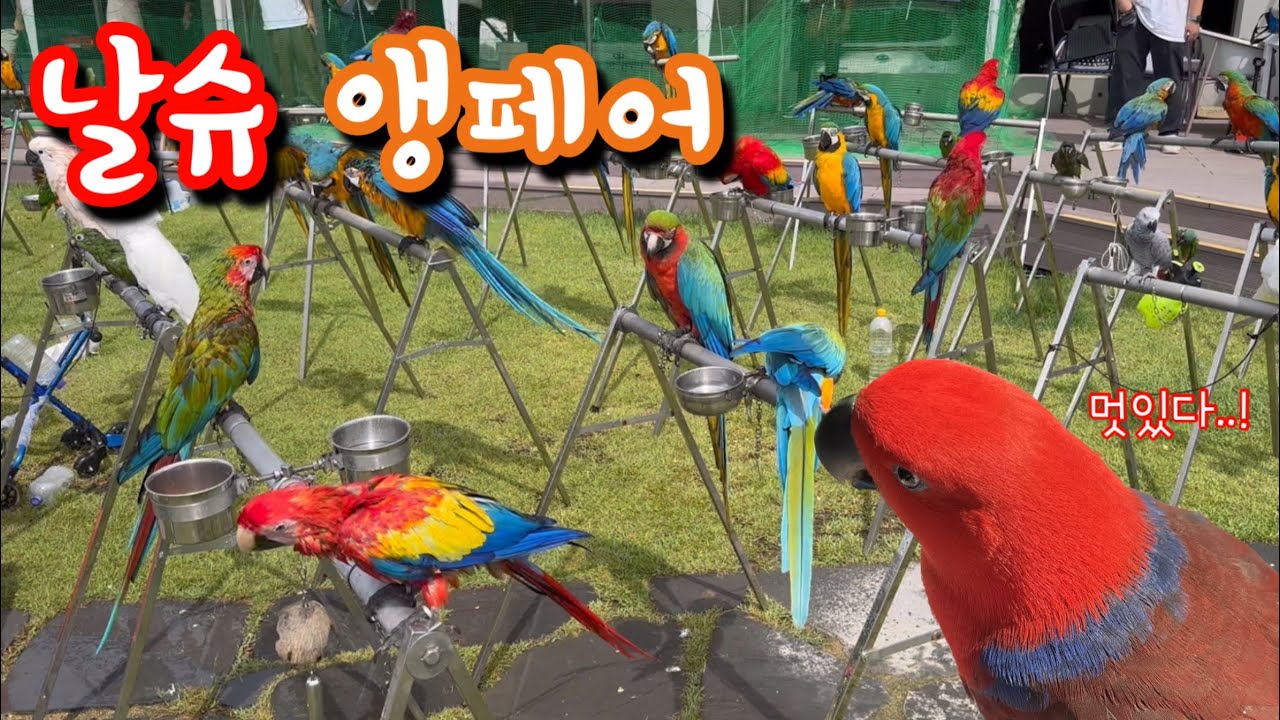 [지구젤리/일상] 자유비행을 볼 수 있는 앵페어! 날슈 앵페어 다녀왔어요😆