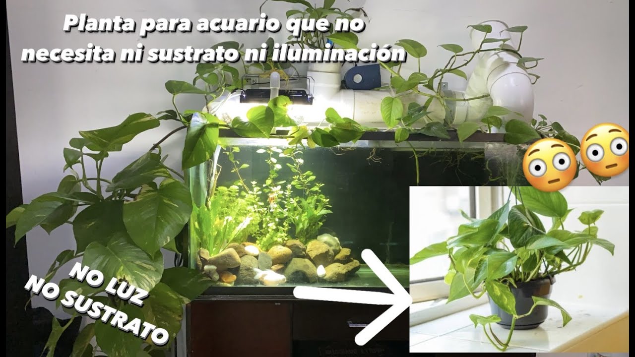 Como tener plantas en tu acuario sin luz ni sustrato/ Plantas de tierra en tu acuario potos