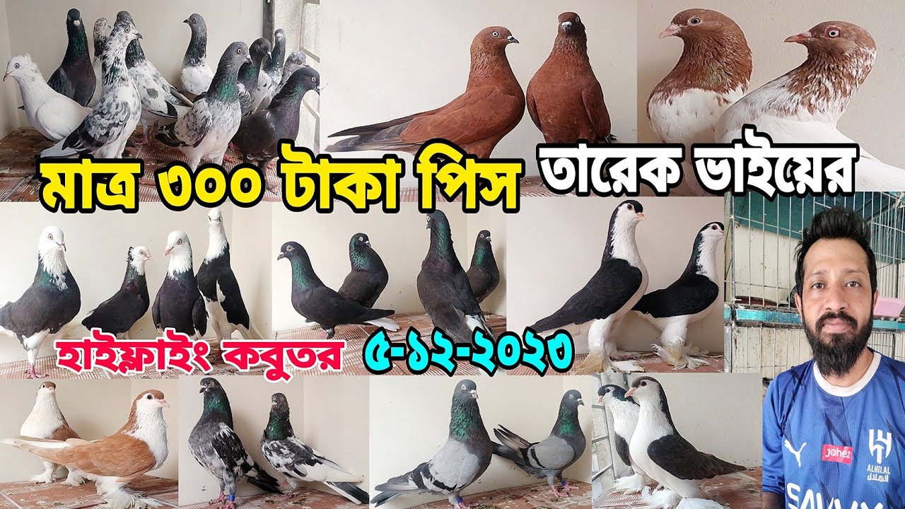 তারেক ভাইয়ের কবুতর গিরিবাজ চিলা হাই ফ্লাইং কবুতর লাহোরি সিরাজি কবুতর।