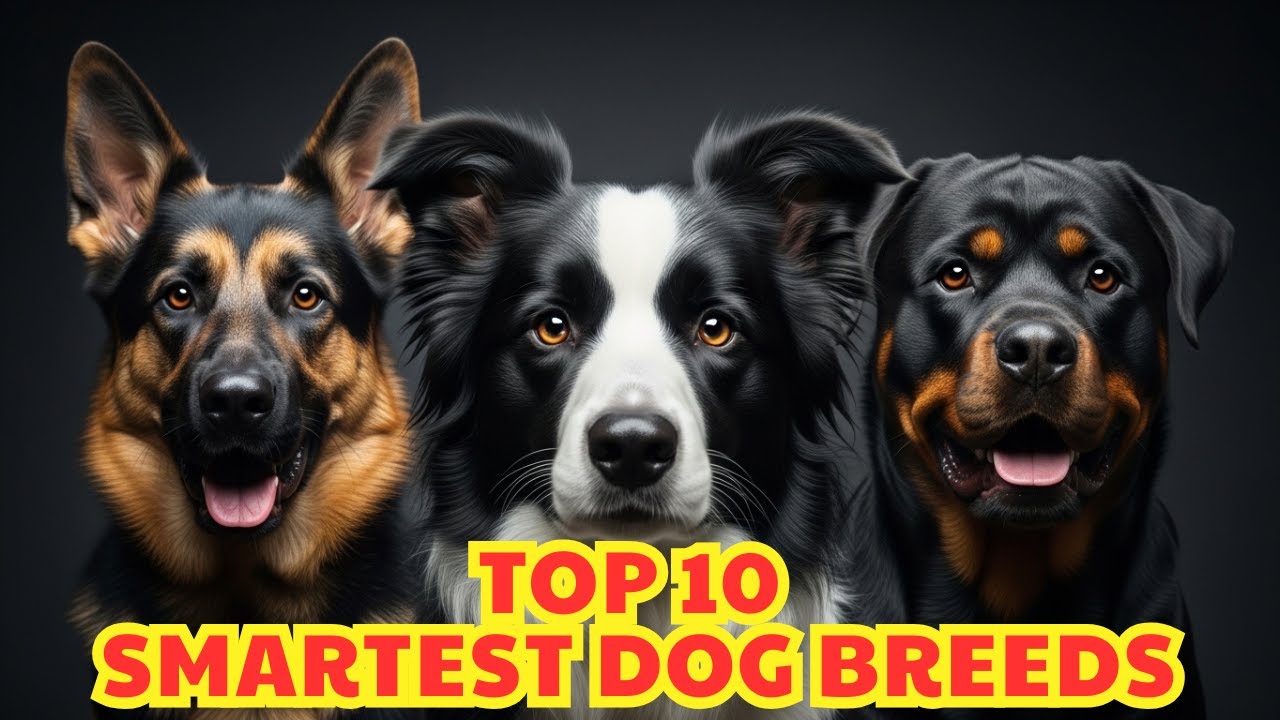 The 10 Smartest Dog Breeds: From Border Collie to Rottweiler
