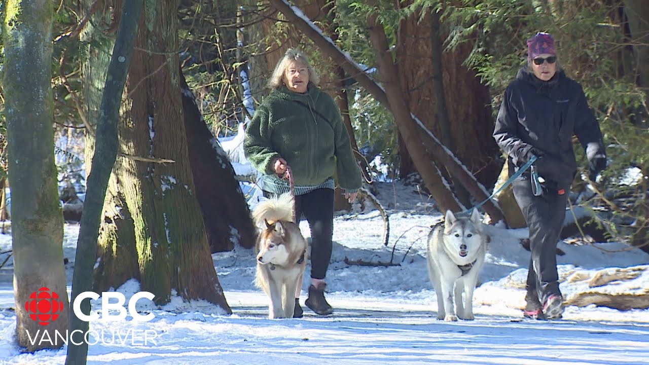 Metro Vancouver considers changes to dog leashing requirements at Pacific Spirit Park