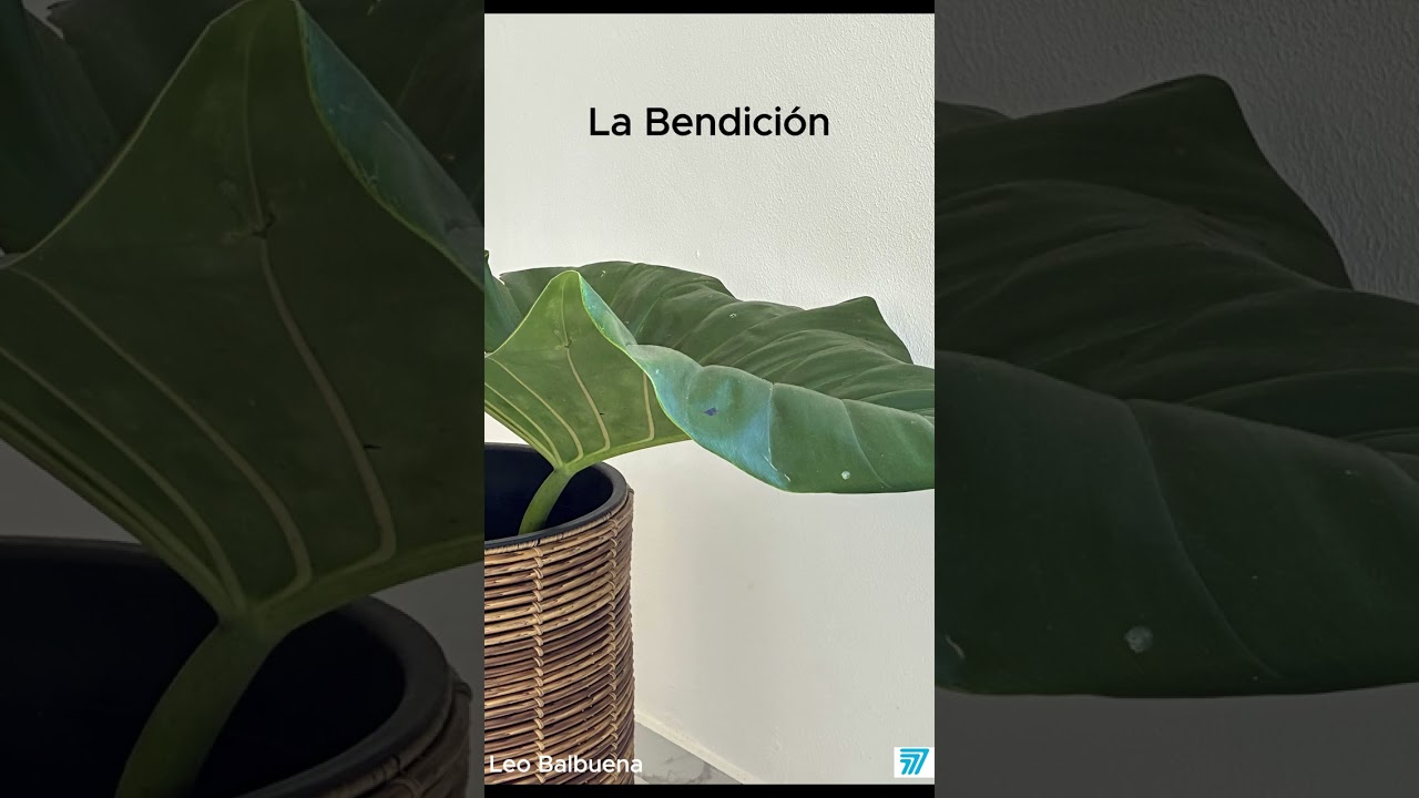 Dios te bendiga y te guarde y sonría sobre ti.
